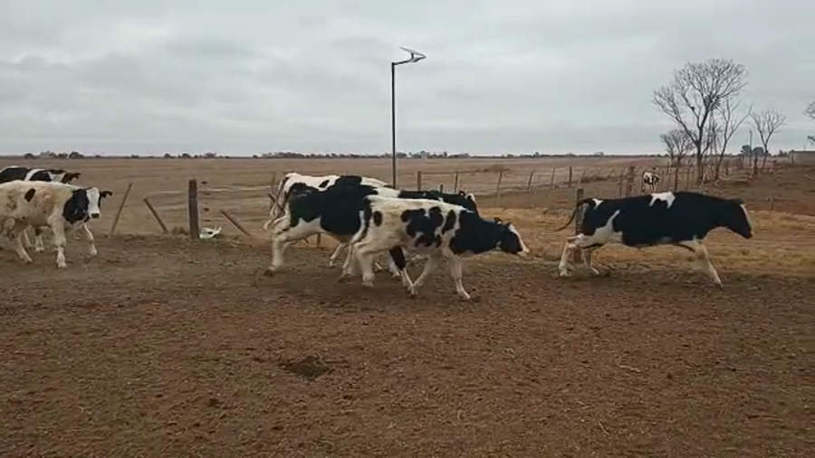 Lote 12 Novillitos en Col. Valtelina, Córdoba