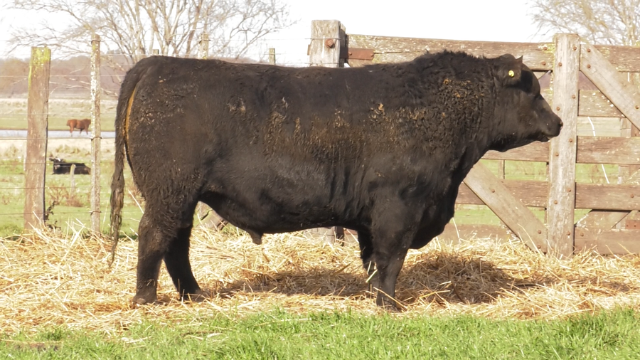 Lote TOROS PUROS POR CRUZA
