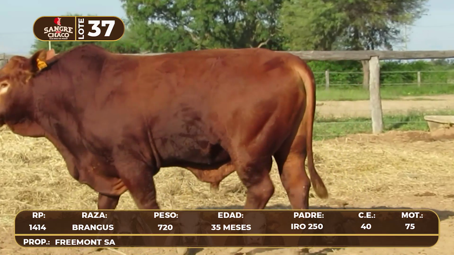 Lote Lote 37