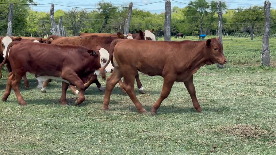 Lote 49 Terneros/as en Corrientes, Perugorría