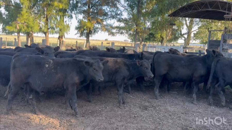 Lote 200 Terneros en Brandsen, Buenos Aires