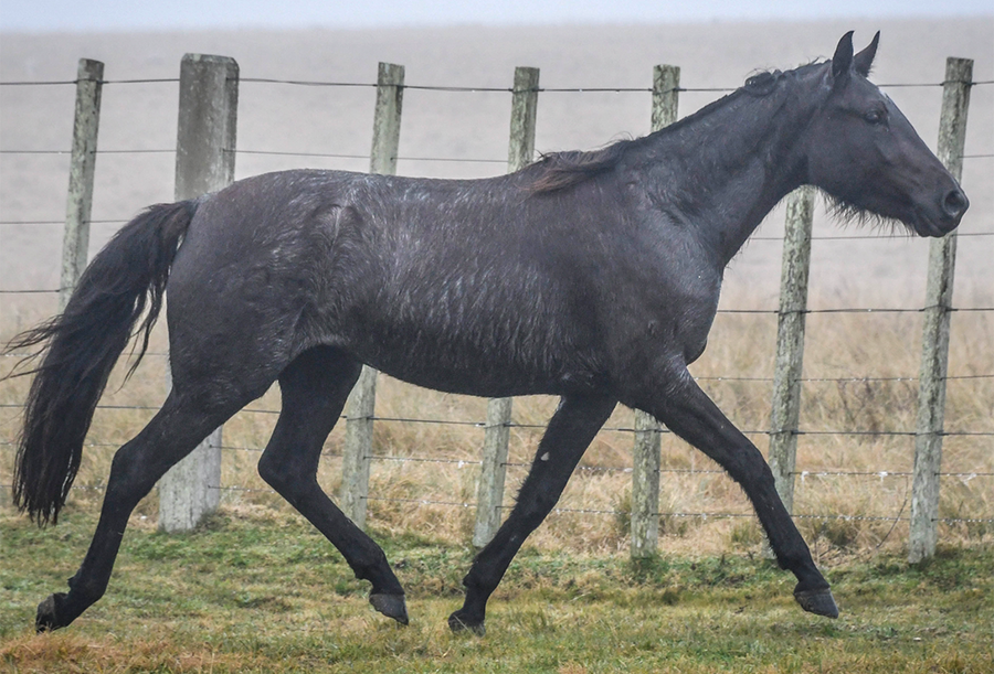 Lote VIAJERA VERDES MARES