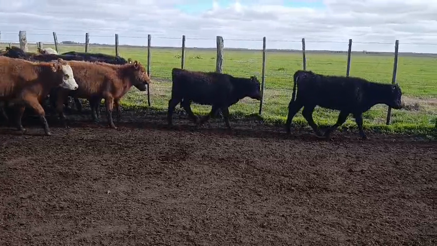 Lote 98 Terneras en Maipú, Buenos Aires