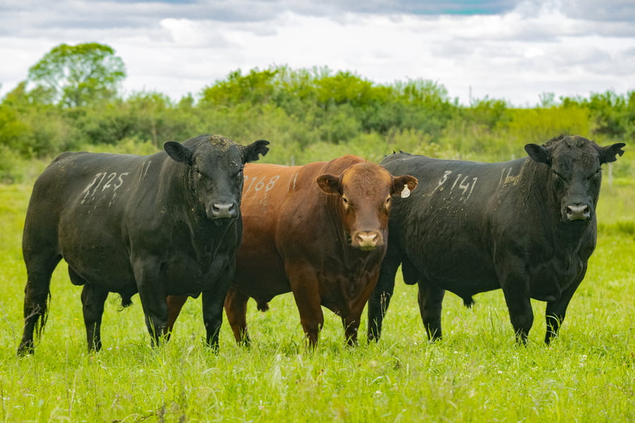 Lote Toros SA 2 1/2 AÑOS