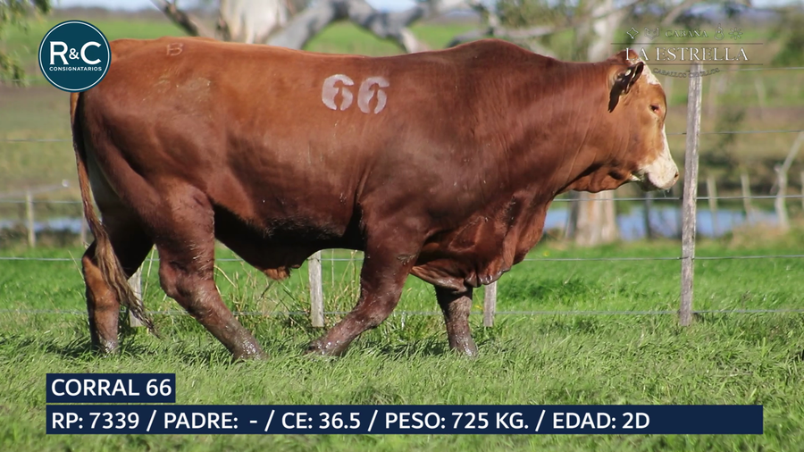 Lote Toro Braford