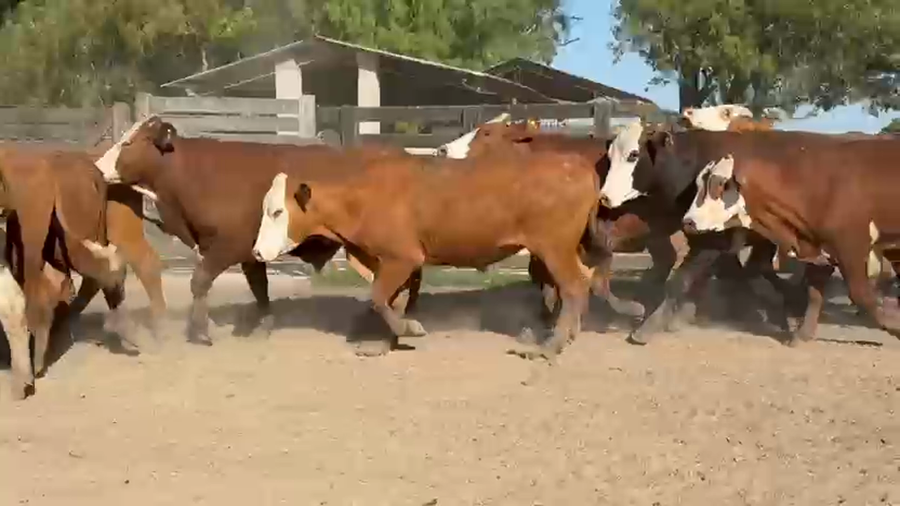 Lote 200 Novillos en Corrientes, Paso de Los Libres
