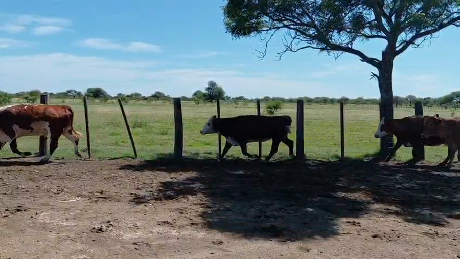 Lote 35 Vacas de invernar