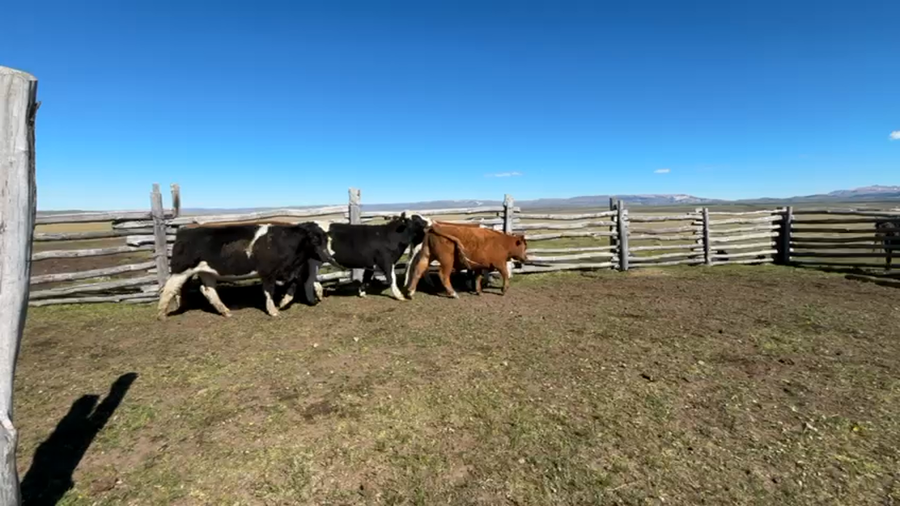 Lote 44 Novillo Engorda en Coyhaique, XI Región Aysén