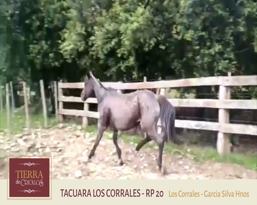Lote Tacuara Los Corrales (RP 20) - Cabaña Los Corrales