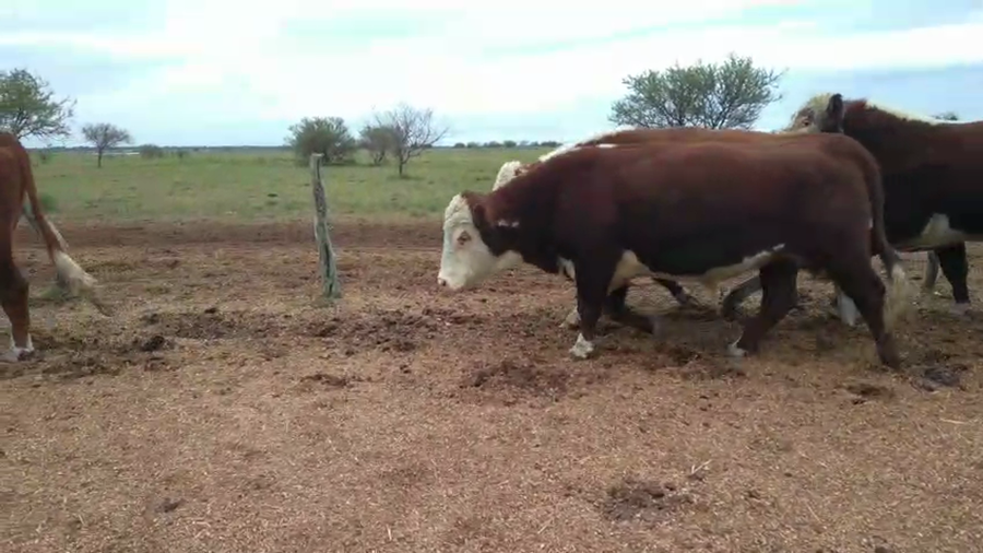 Lote 8 Toros