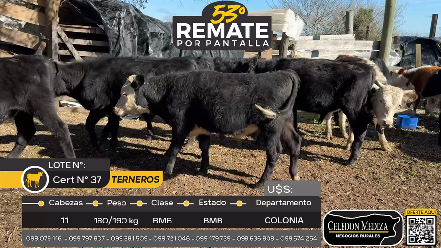 Lote 11 Terneros en Rosario, Colonia