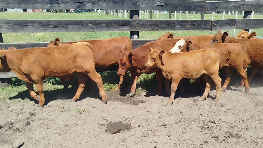 Lote 52 Vacas con Cría  en Entre Ríos, Federación