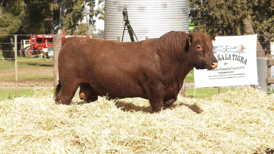 Lote TOROS PUROS CONTROLADOS