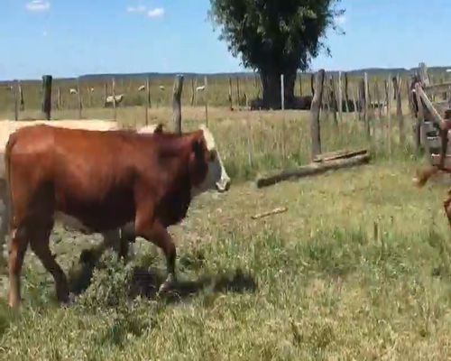 Lote 50 Vaquillonas en San Miguel, Corrientes