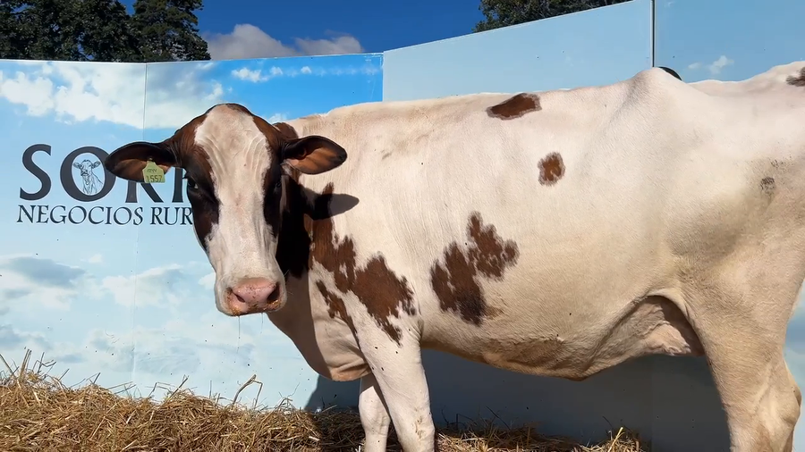 Lote VACAS PROXIMAS CABAÑA MALKE-KO