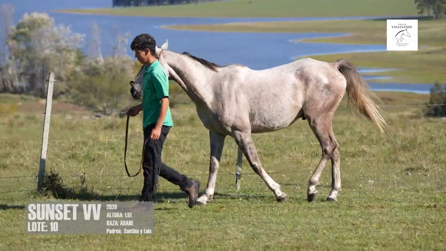 Lote SUNSET VV