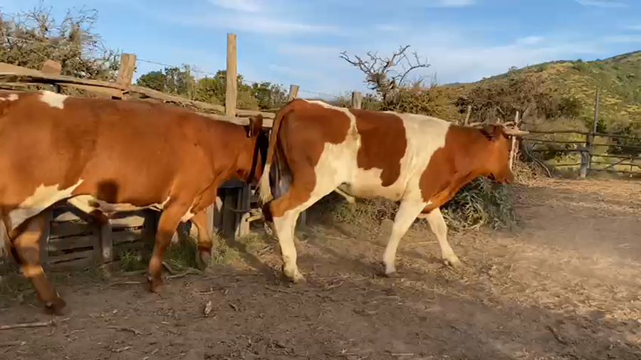 Lote 45 Novillo Engorda en La Ligua, V  Región Valparaíso