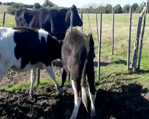 Lote 7 Terneros HOLANDO a remate en Pantalla Camy 220 - 240kg - , San José