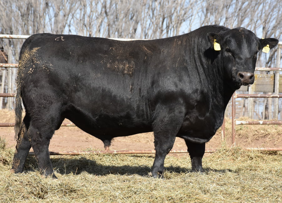 Lote TOROS (Corral 2)