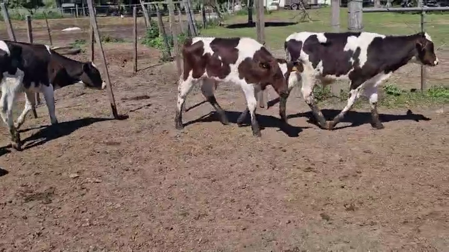 Lote 10 Terneros a remate en Pantalla Camy, San José