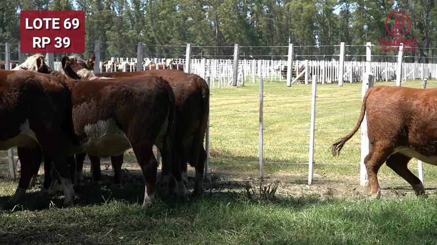Lote VAQUILLONAS PREÑADAS RG x IA  -PARICION OTOÑO 2026-