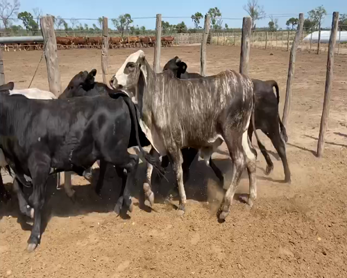 Lote 120 Novillitos en Bandera, Santiago del Estero