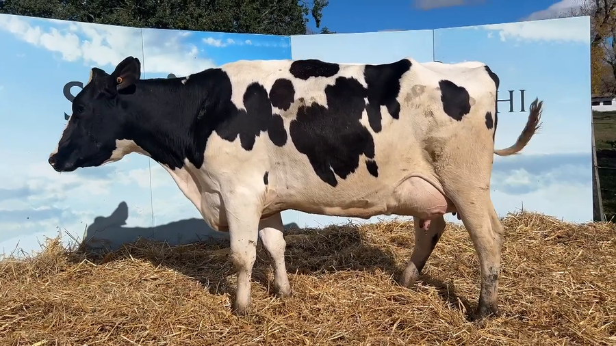 Lote VACAS PARIDAS CABAÑA MALKE-KO