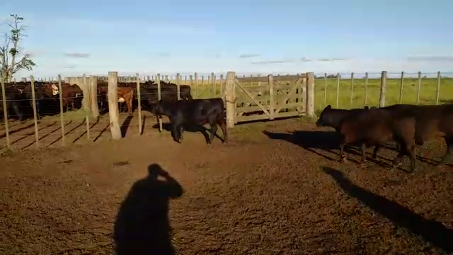 Lote 36 Terneros/as en Rauch, Buenos Aires