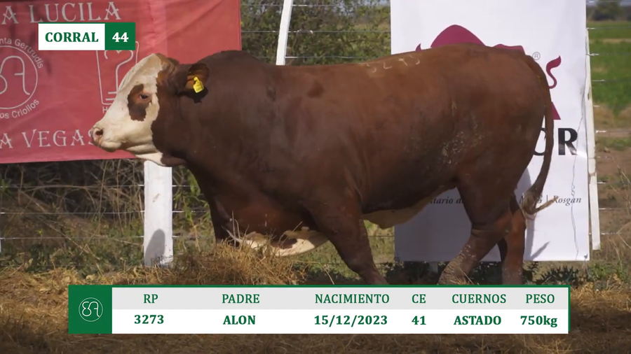 Lote TOROS BRAFORD A VENTA EN HERSILIA 2026