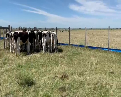 Lote (Vendido)30 Terneros HOL-KI a remate en 2da Pantalla ENTRE MARTILLOS 152kg -  en PASO DEL REY