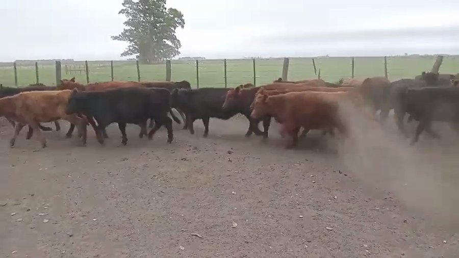 Lote 75 Terneras en Daireaux