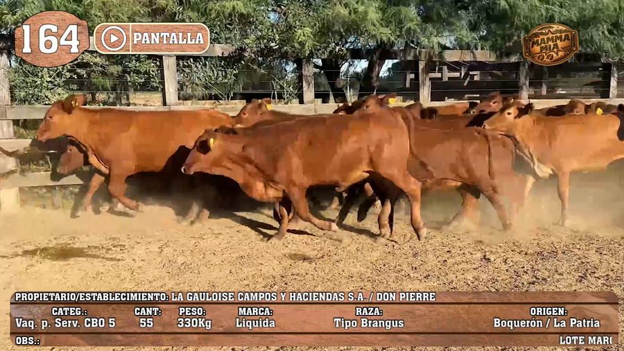 Lote LOTE 164 - PANTALLA
