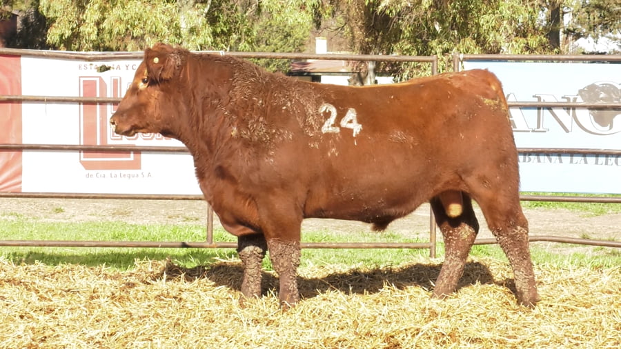 Lote TOROS ANGUS COLORADOS PC