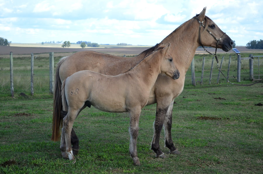 Lote ILUSION CHARRUA
