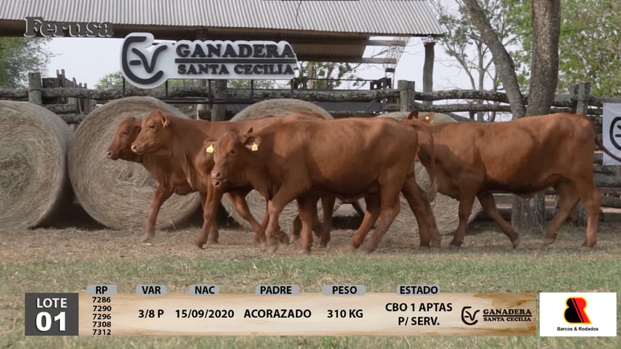 Lote Ganadera Santa Cecilia - Lote 1