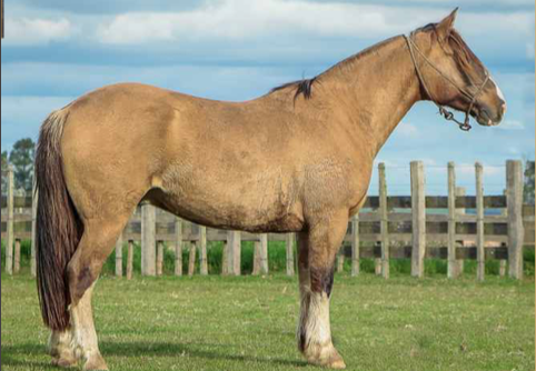 Lote CHARRUA DE LA CASILLA