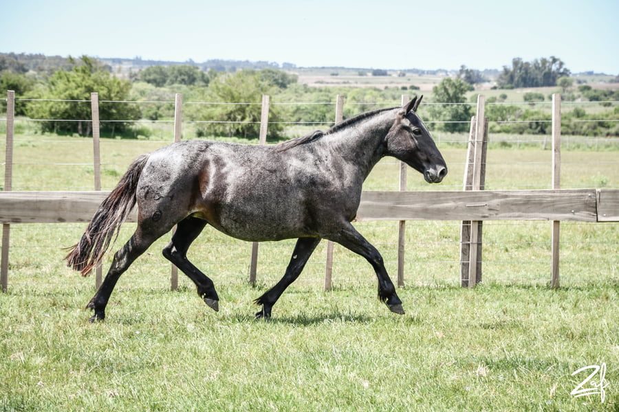 Lote ALFARERA MOLLES