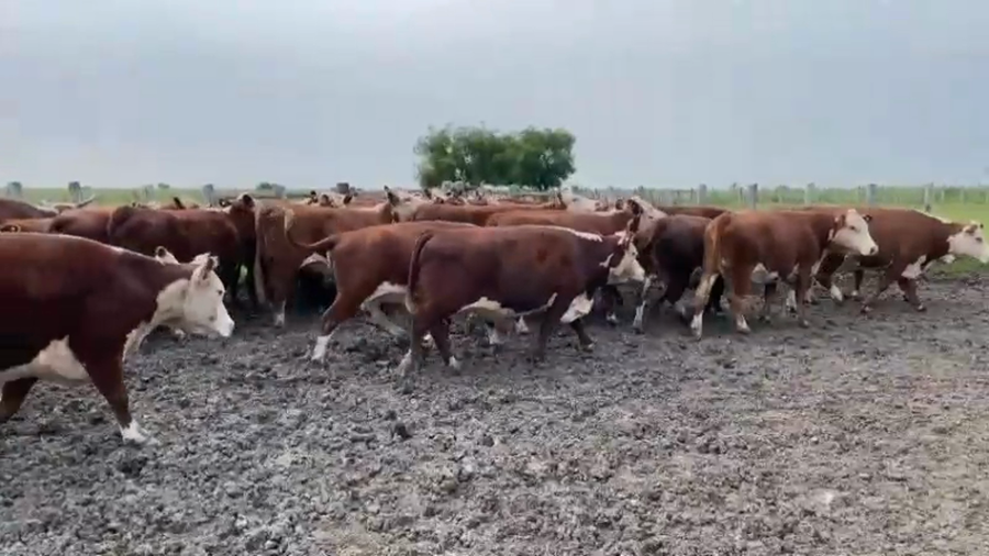 Lote 35 Vacas de invernar en Concordia, Entre Ríos