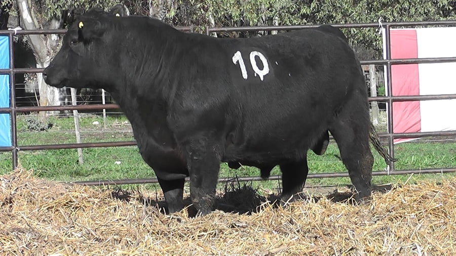 Lote ANGUS PURO CONTROLADO