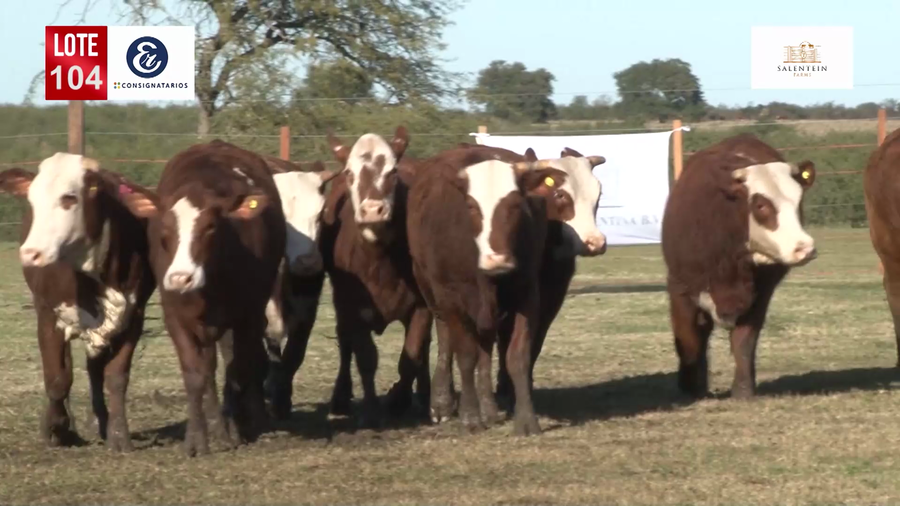 Lote Vaquillas Braford Generales para Servicio