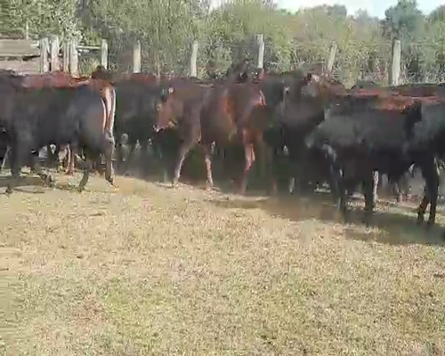Lote 112 Novillitos en Quimilí, Santiago del Estero