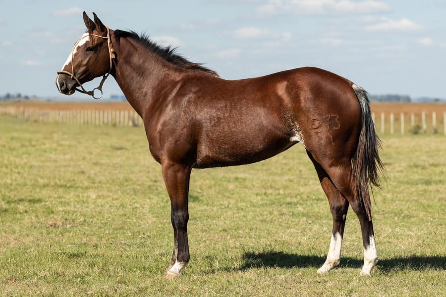 Lote AGUAY PASIONARIA