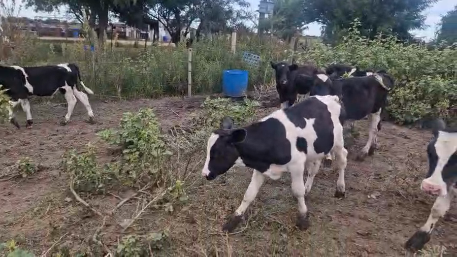 Lote 9 Terneros a remate en Pantalla Camy - Aniversario 31 Años, San José