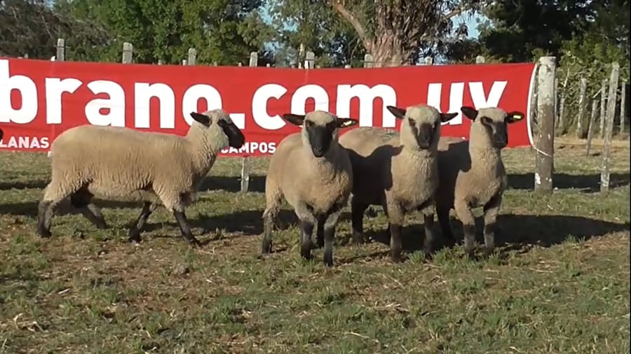 Lote 5 borregas 2 dtes MO (números 051 al 055 con 45 kgs pr)