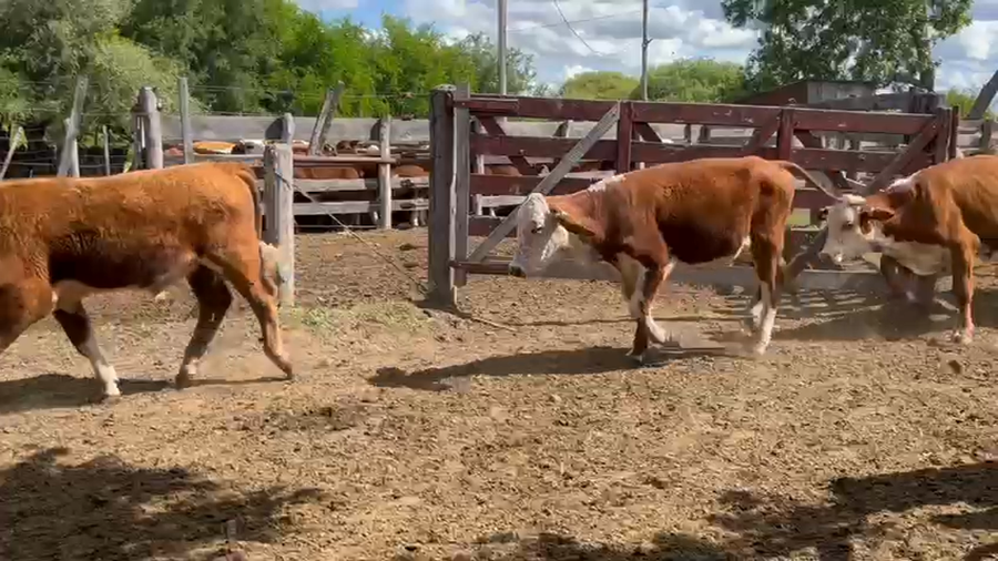Lote 72 Novillitos en Corrientes, Curuzu Cuatia
