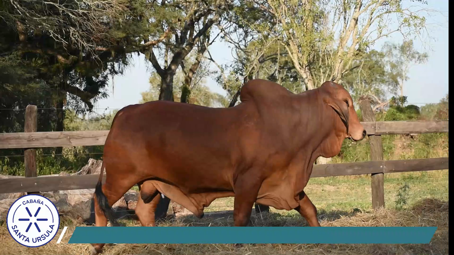 Lote TORO BRAHMAN