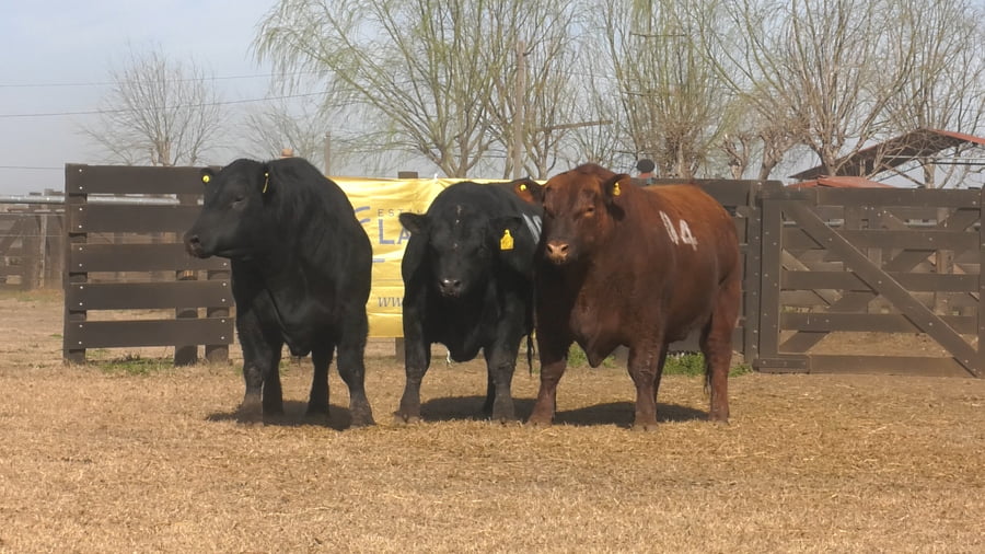 Lote TOROS ANGUS PUROS CONTROLADOS