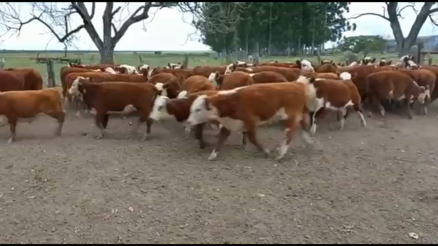 Lote 70 Terneros/as en Federal, Entre Ríos