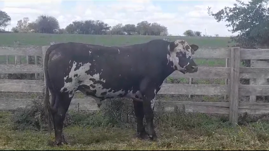 Lote TORO PI - RP 916