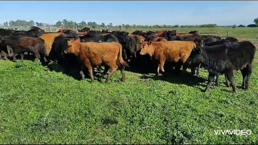 Lote 65 Terneros en Brandsen, Buenos Aires